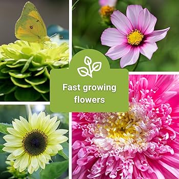 Amazon.com : Sow Right Seeds - Annual Flower Seed Garden